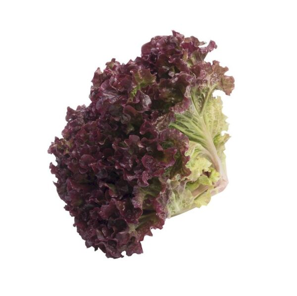 alface roxa