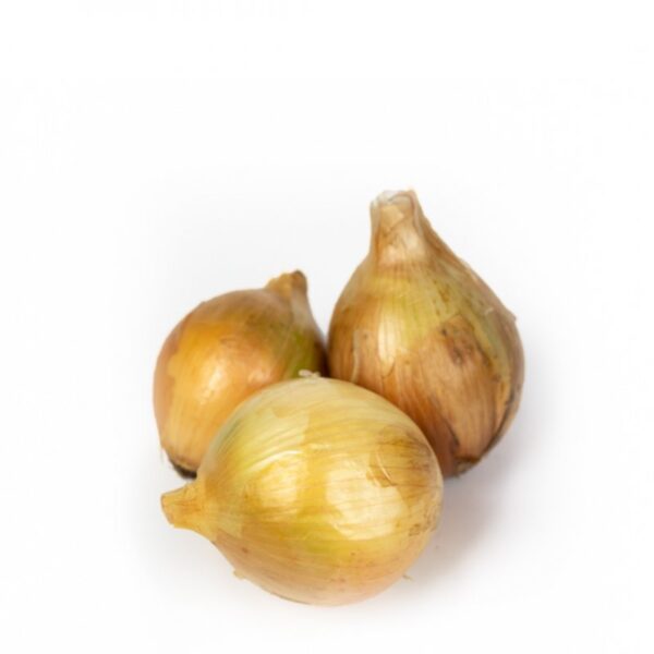 cebola